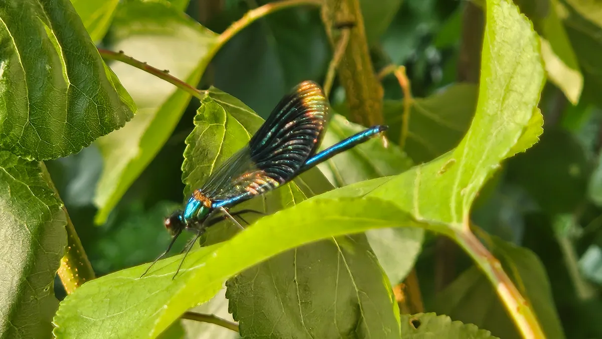 Irisierend blaue Libelle auf einem Blatt