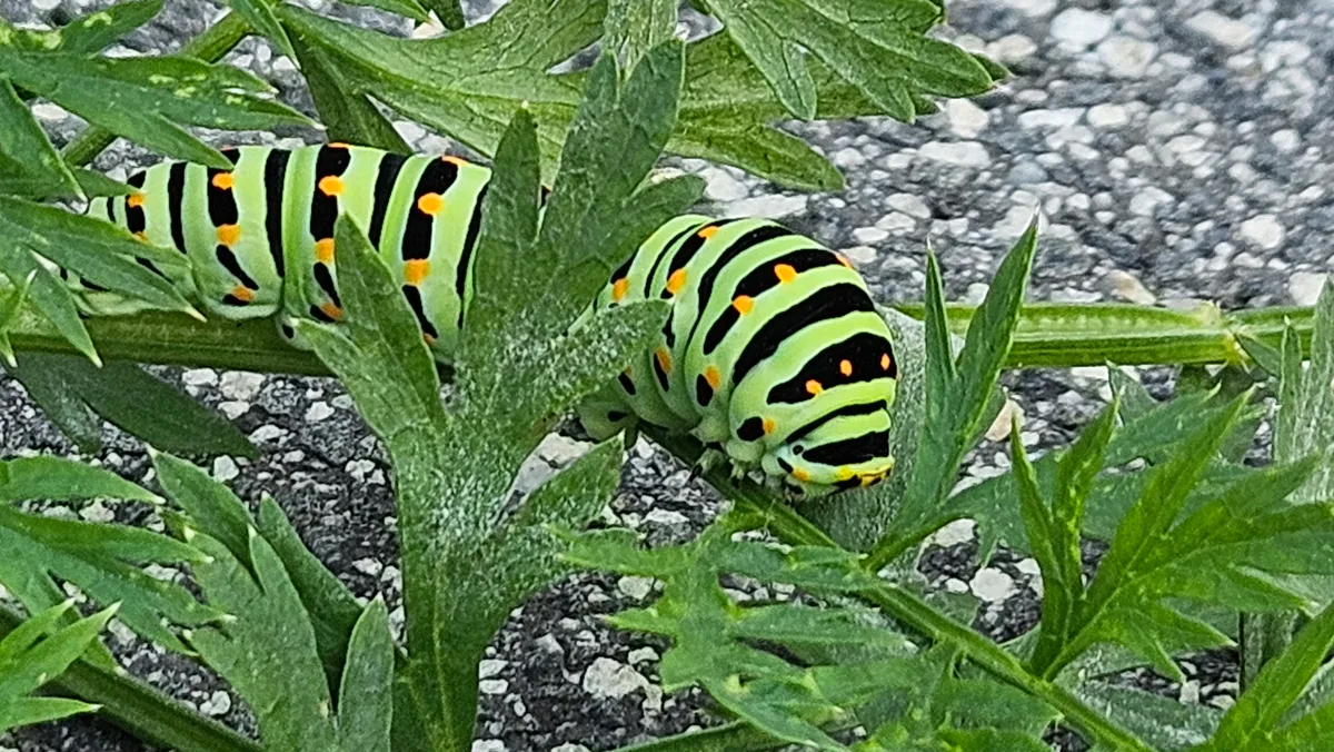Raupen eines Schwalbenschwanzes